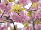 japan-apr10-11