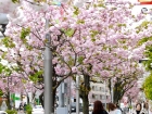 japan-apr10-12
